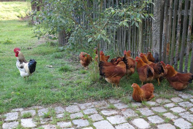 Hühner in freier Natur